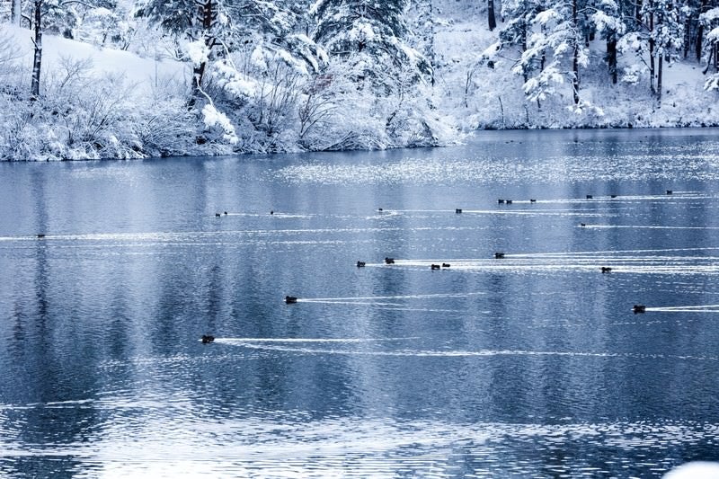 雪の中泳ぐカモの艦隊の写真