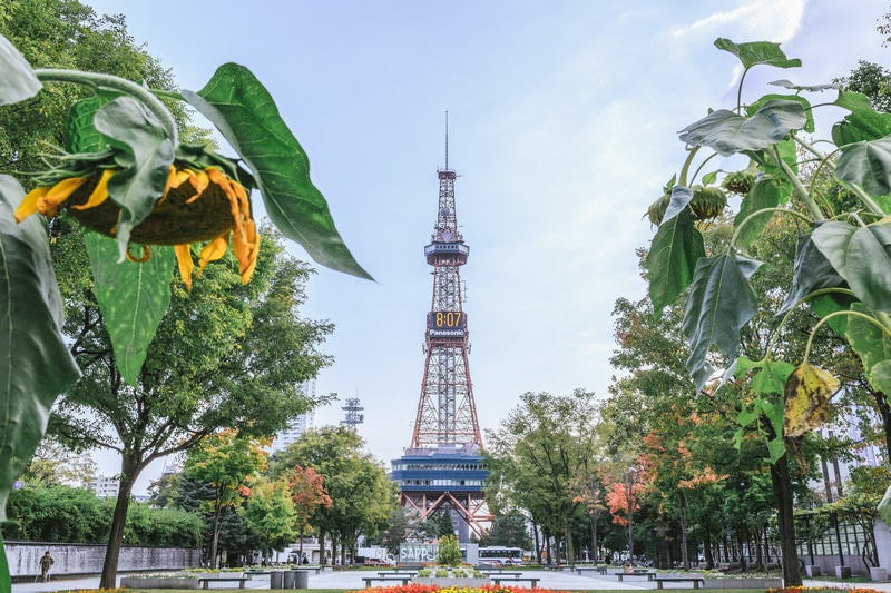 うなだれた向日葵と大通公園（札幌）の写真