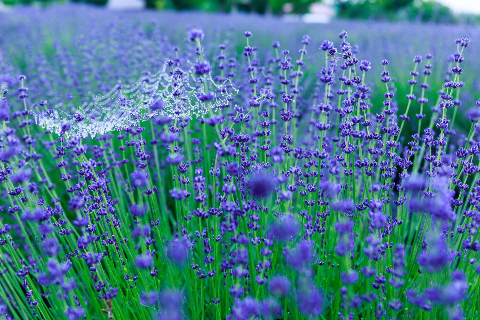 「雨上がりのラベンダー園」の写真