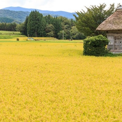 遠野の荒神神社と黄色の稲穂の写真