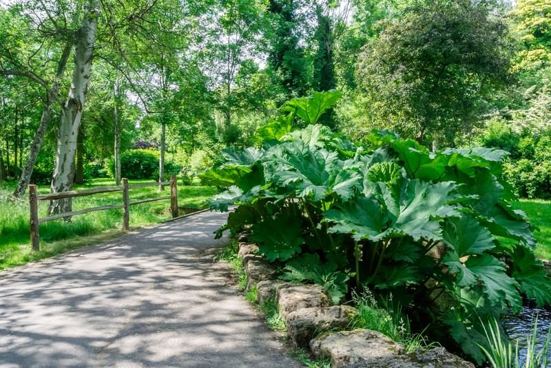 遊歩道と植物の写真