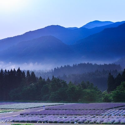 山間のラベンダー園の写真