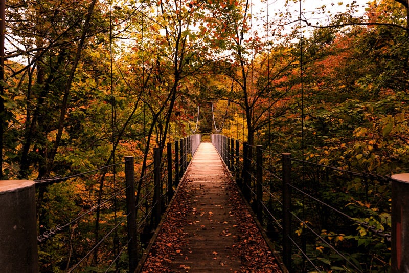 吊橋と紅葉の写真