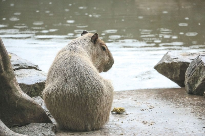 ぼっちのカピバラの写真