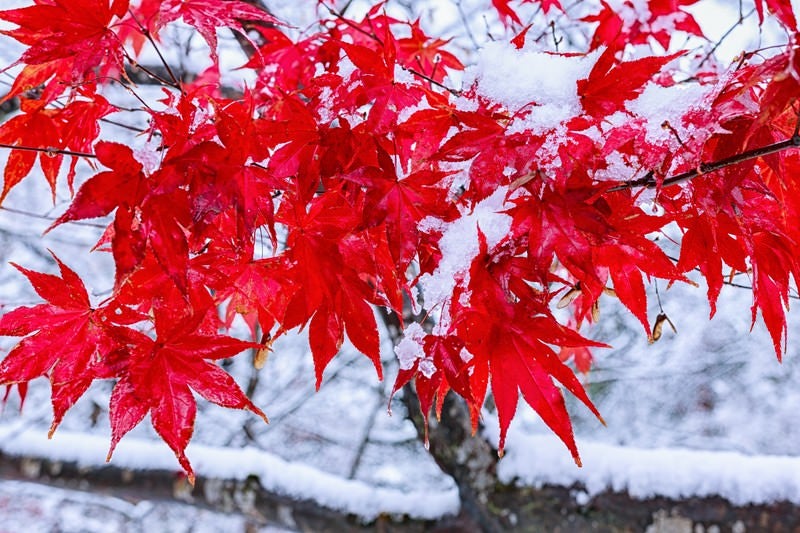 雪と鮮やかなもみじの写真