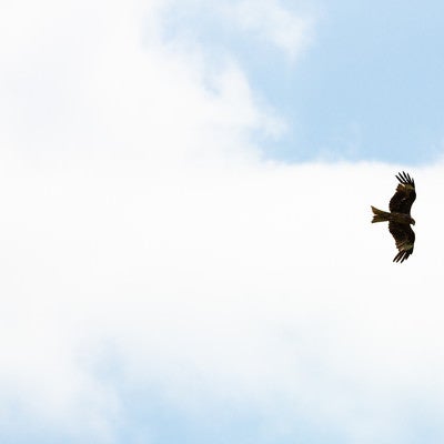 大空を飛び回る鳥の写真