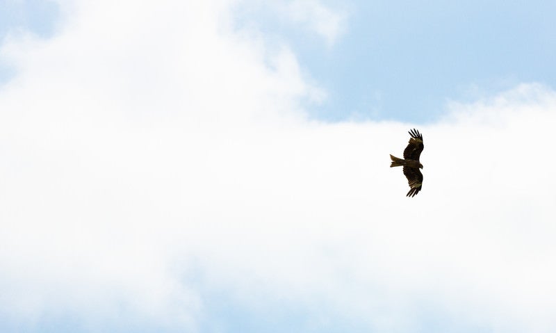 大空を飛び回る鳥の写真