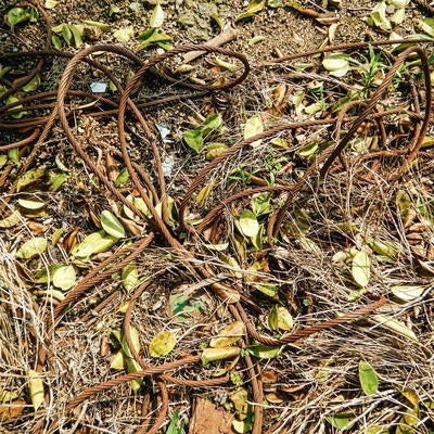 ぐちゃぐちゃに絡まった鉄縄と雑草の写真