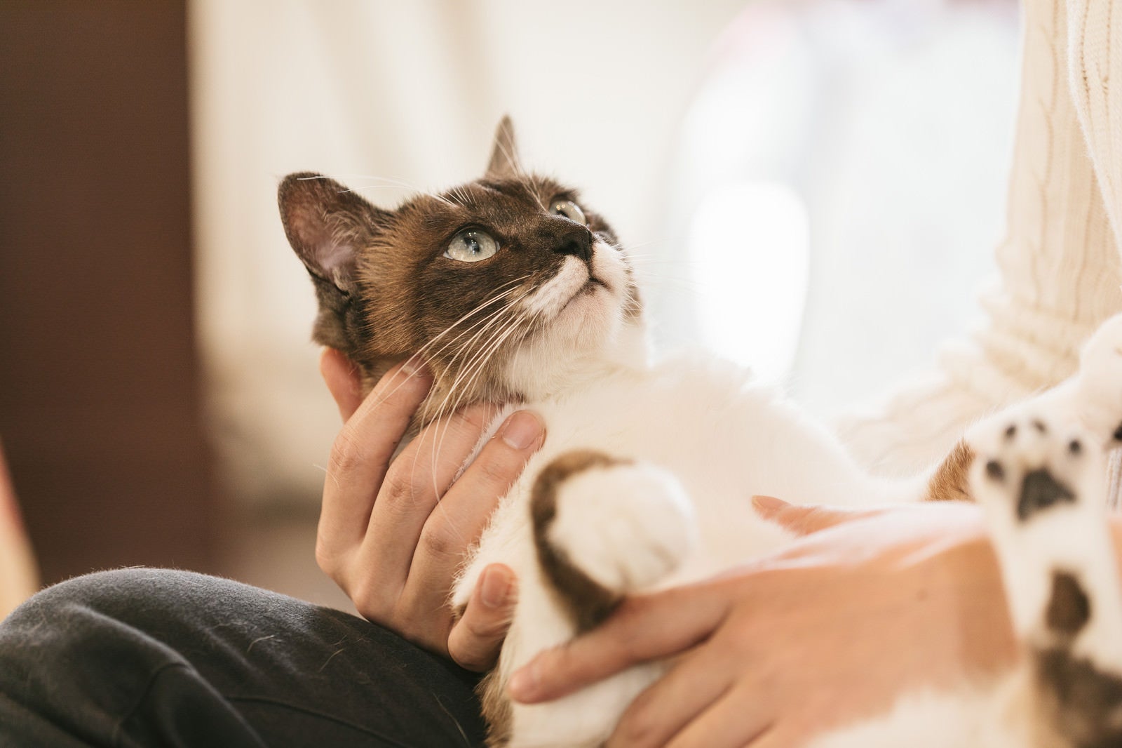 「おとなしく抱かれる猫」の写真［モデル：プー］