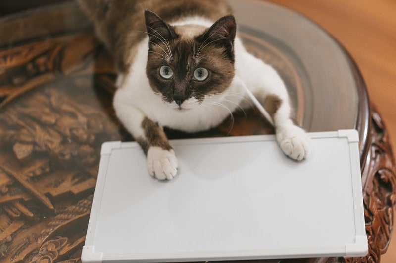 首からプレートを下げた猫の写真