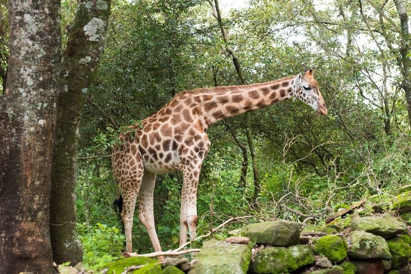 ジャングルに現れたキリンの写真