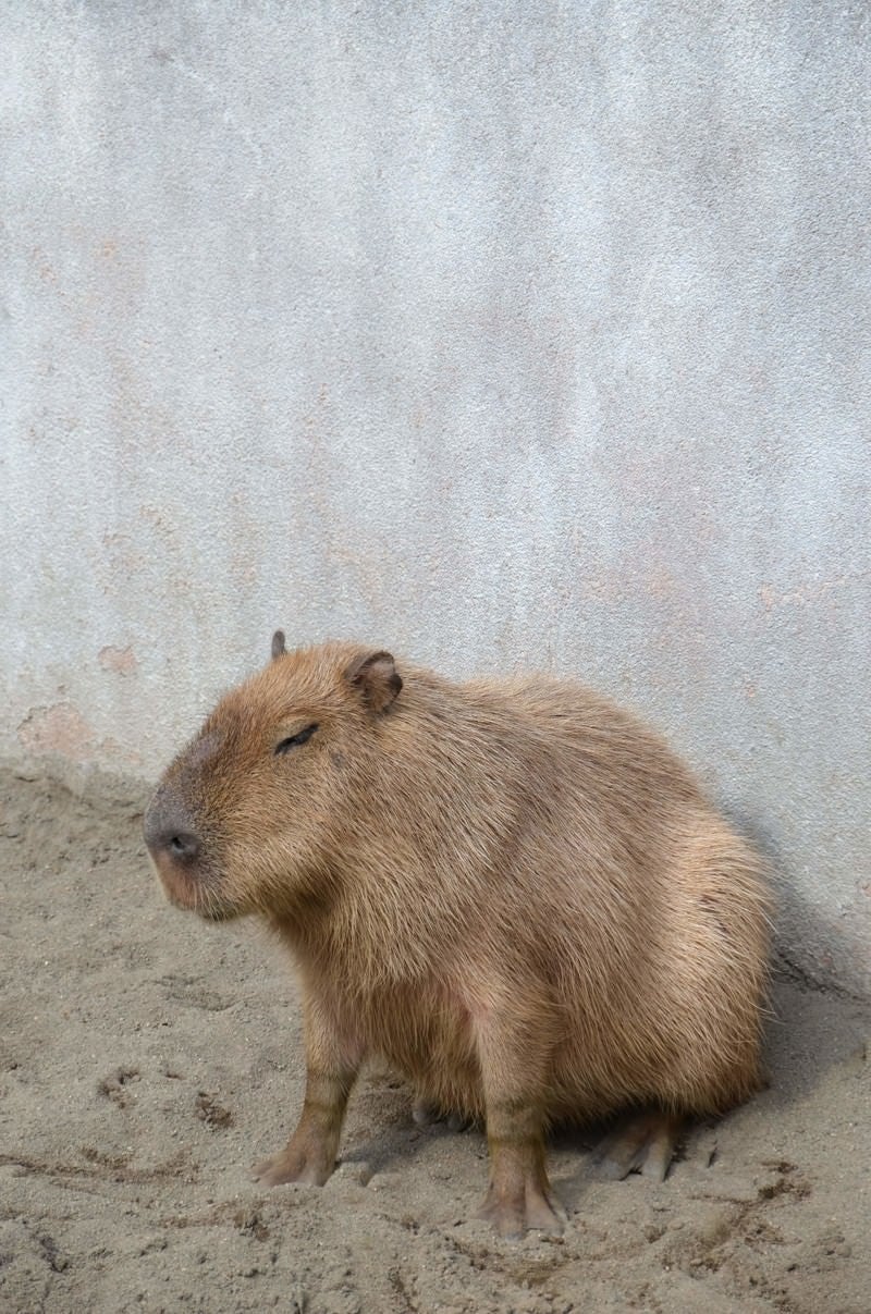 隅っこにいるカピバラの写真