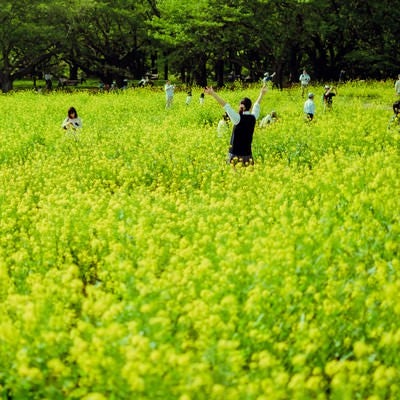 満開の菜の花畑と楽しむ人たちの写真