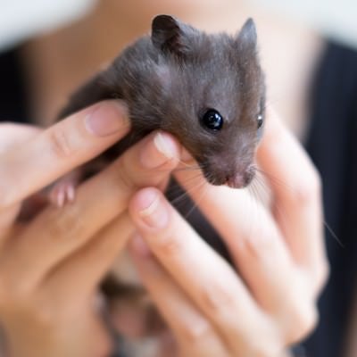 手のひらサイズの動物の写真