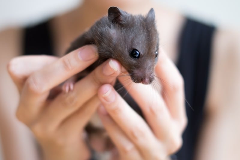 手のひらサイズの動物の写真