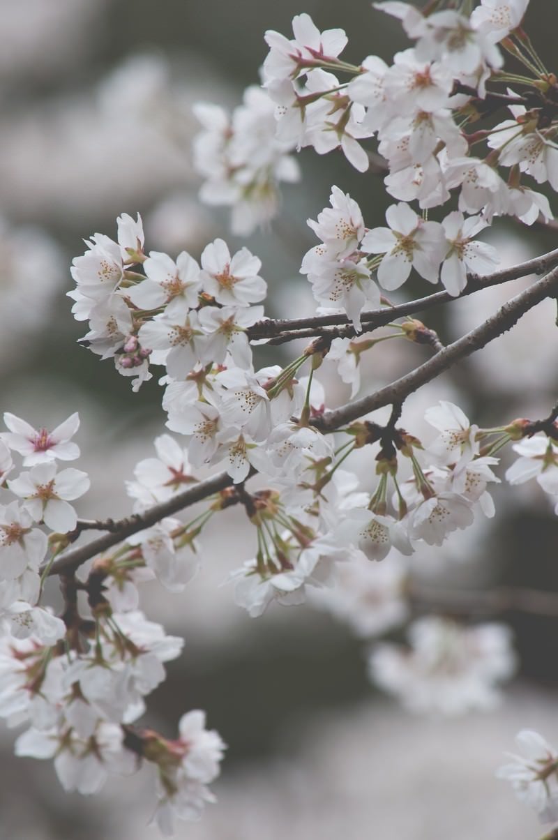 しなやかに咲く桜の写真