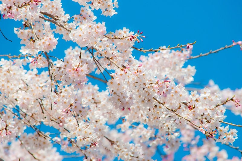 青空と桜の写真