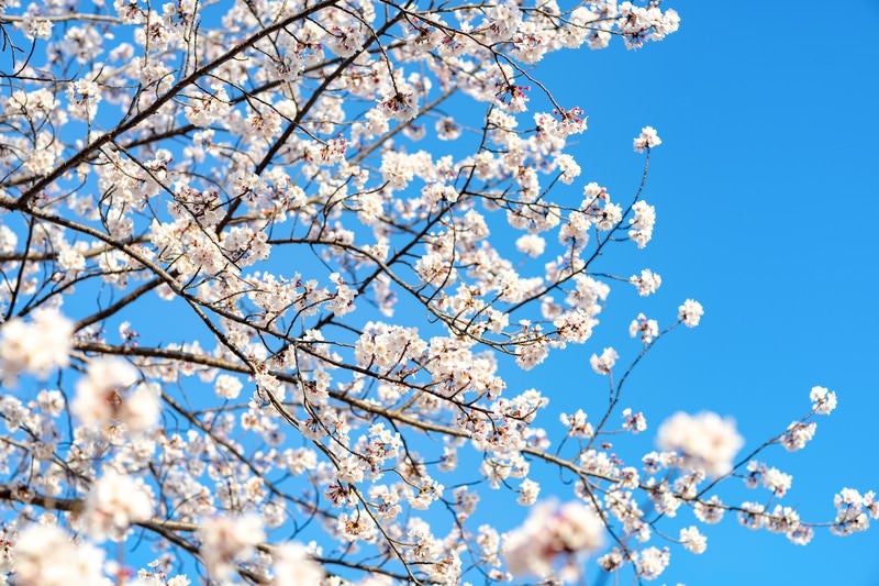 青空と桜の様子の写真