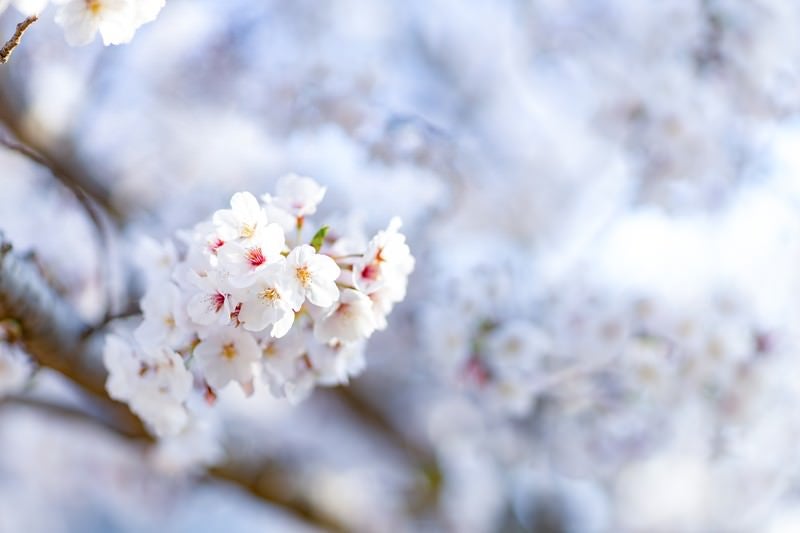 開花した桜の花の写真