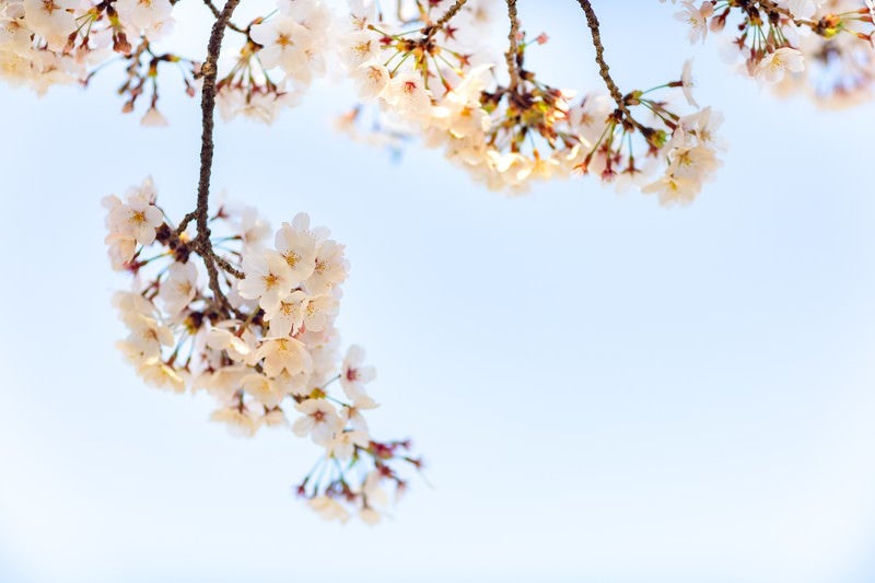 霞む空と桜の写真