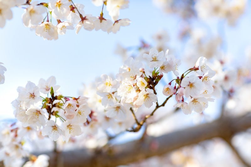 春の木漏れ日と桜の写真