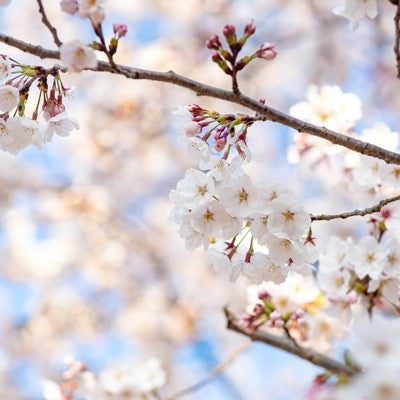 つぼみから次々と開花する桜の写真