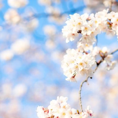 穏やかに降り注ぐ陽射しと満開の桜の写真