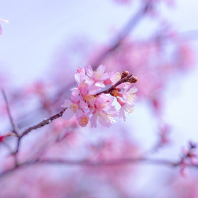 ピンクに染める桜と蕾の写真