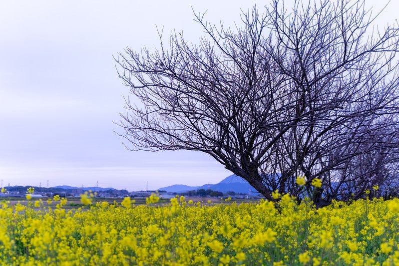 春を待つ寂しげな木々と菜の花畑の写真