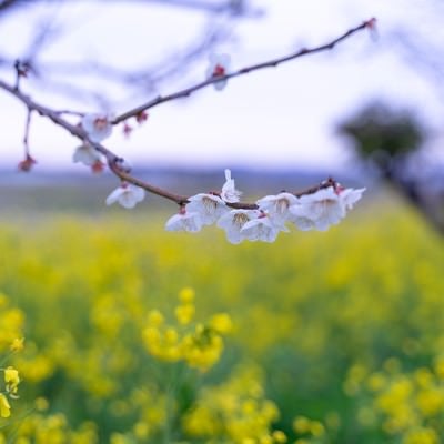 枝に付く梅の花と菜の花畑の写真