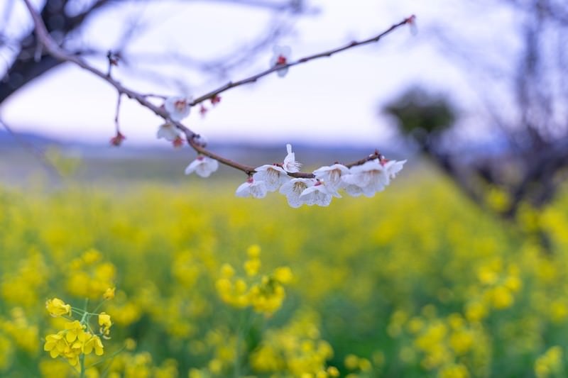 枝に付く梅の花と菜の花畑の写真