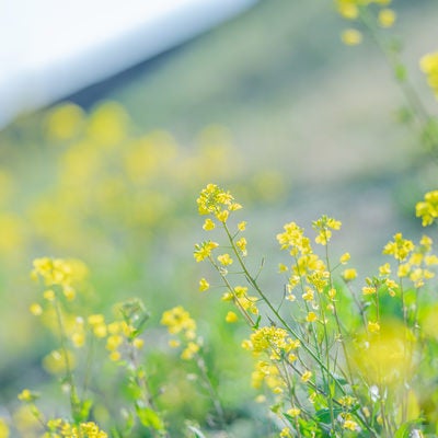 丘に咲く菜の花の写真