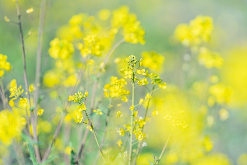 黄色い前ボケと菜の花の写真