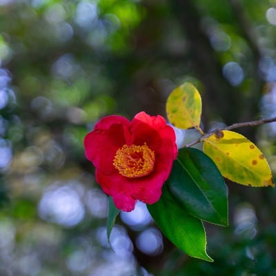 花開くツバキの写真