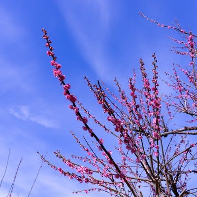 青空と梅の花の写真