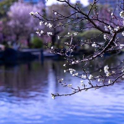 池端の枝につく蕾と花の写真