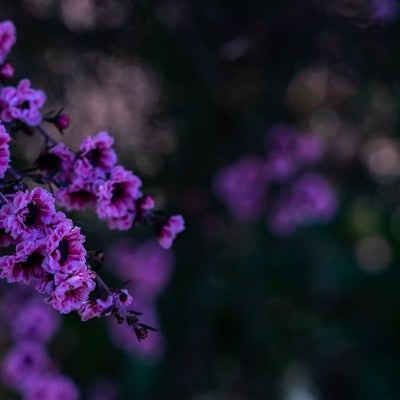 日陰に咲く花木と玉ボケの写真