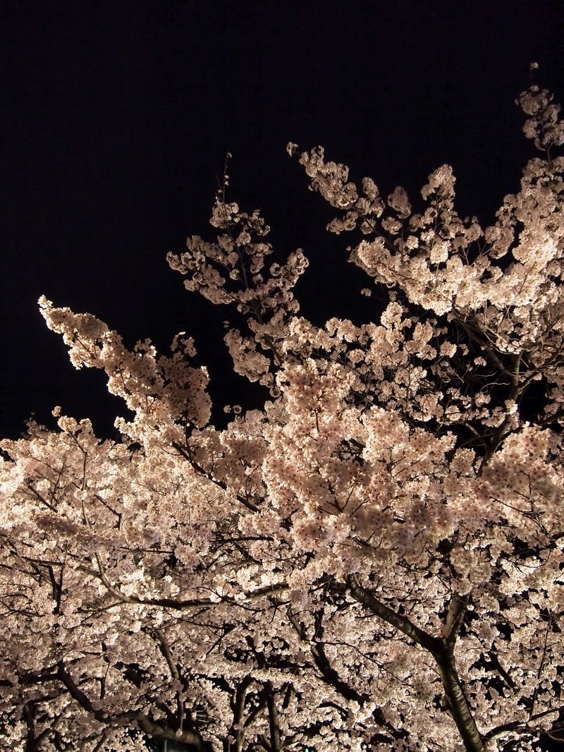 ライトアップした夜桜の写真