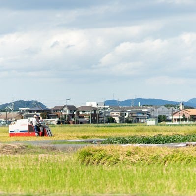 稲の収穫時期（福岡県大刀洗町）の写真