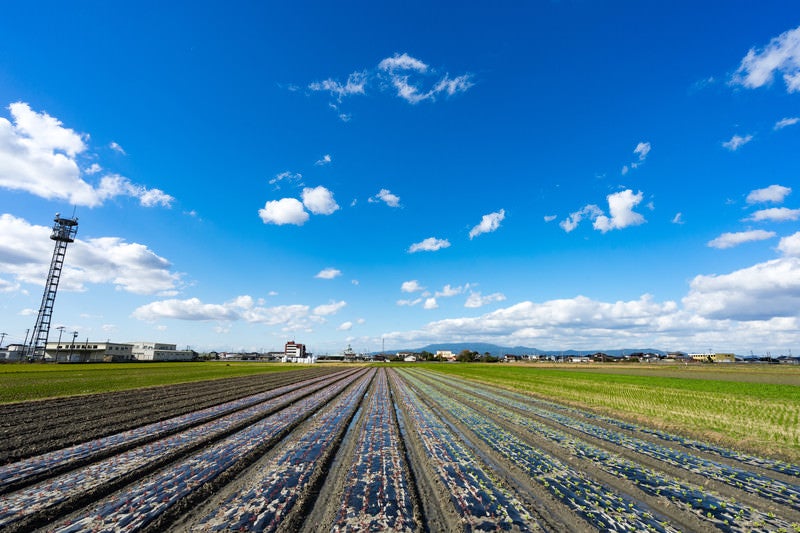 収穫を終えた畑と大刀洗の青空の写真