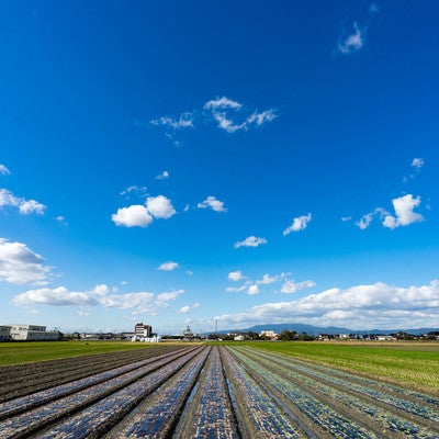 畑と大刀洗ブルー（青空）の写真