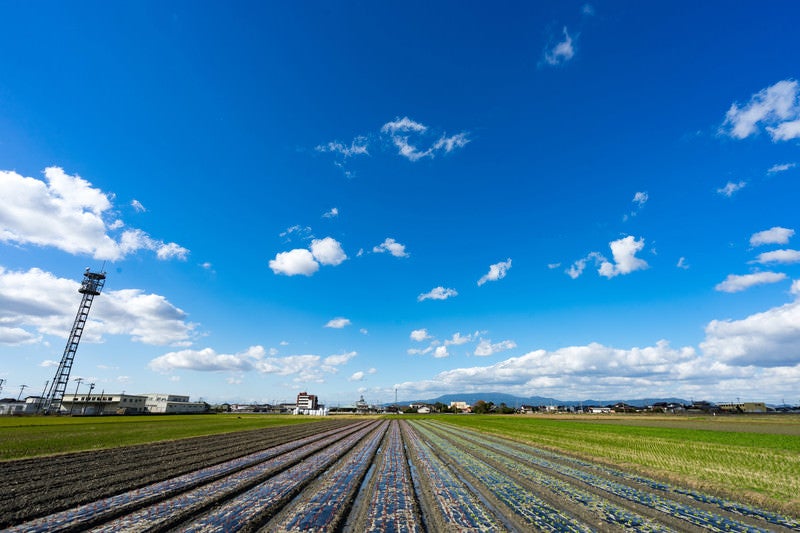 畑と大刀洗ブルー（青空）の写真