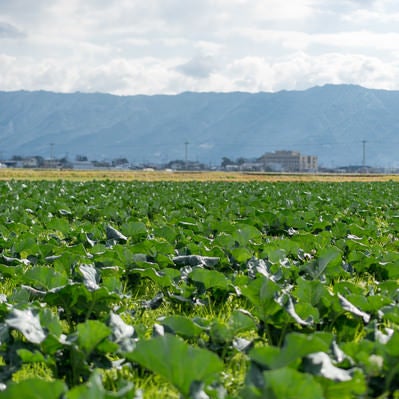 太陽の日を浴びる葉物野菜（大刀洗町）の写真