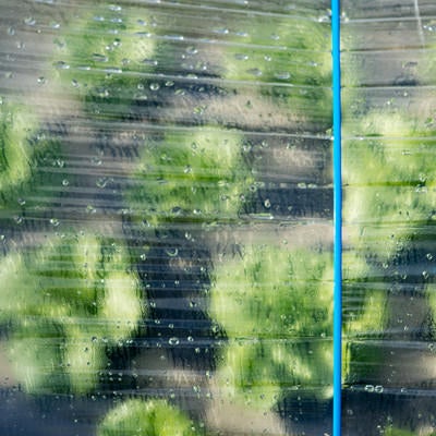 ハウス越しに見る葉物野菜（大刀洗町）の写真