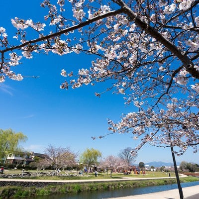 大刀洗公園の春の写真