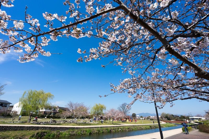 大刀洗公園の春の写真