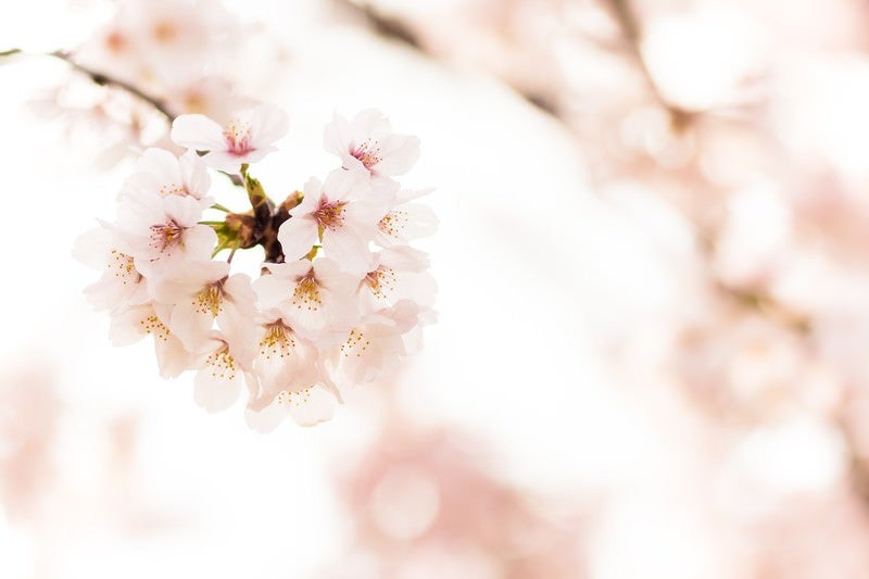 桜の花の写真