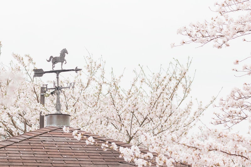 風見鶏と桜の写真