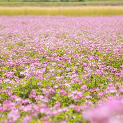 一面に咲くれんげの花の写真