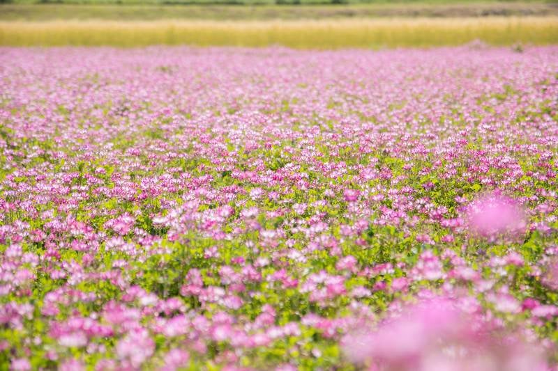 一面に咲くれんげの花の写真